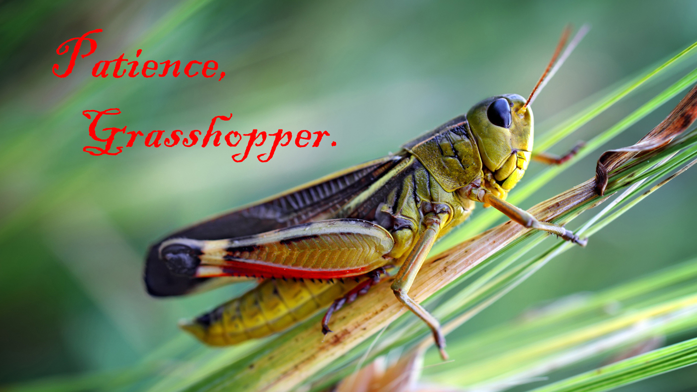 grasshopper-1